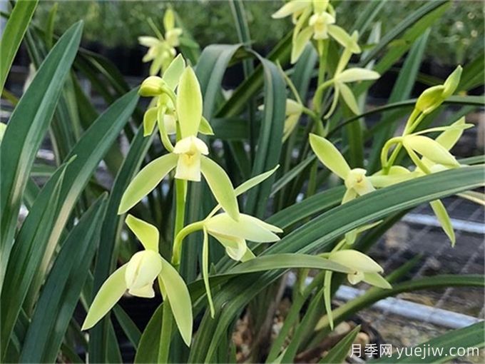 九種寓意招財?shù)木G植(圖1)