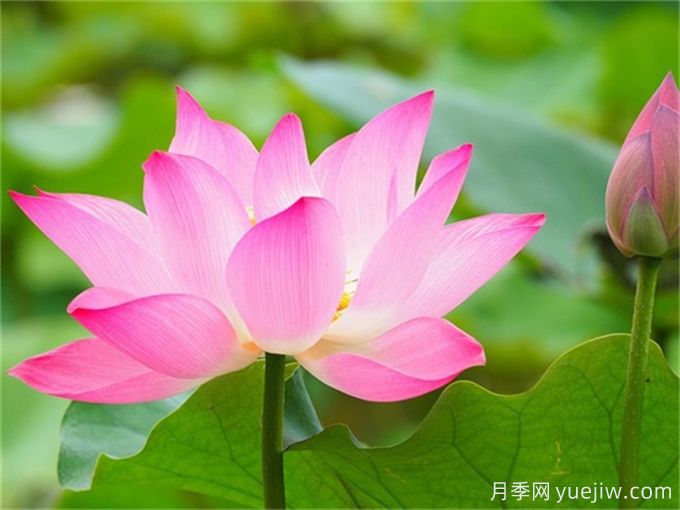 詩經(jīng)里那些美了千年的植物，你都見過嗎？(圖2)