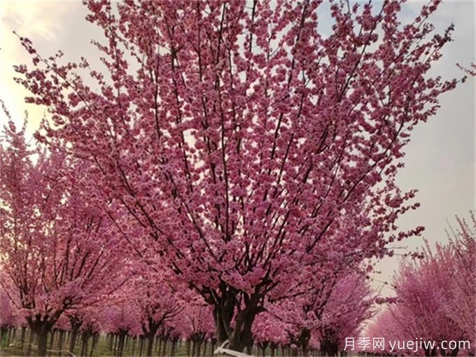 詩經(jīng)里那些美了千年的植物，你都見過嗎？(圖1)