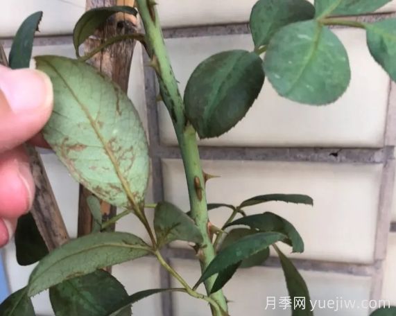 月月季花黃葉長不好？9種常見缺素癥盤點(圖2)
