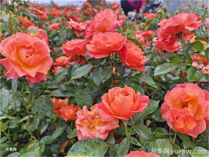 花灌木的應(yīng)用場(chǎng)景和南北方品種推薦(圖3)
