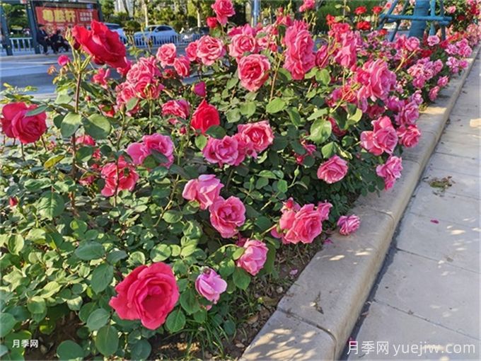 花灌木的應(yīng)用場(chǎng)景和南北方品種推薦(圖1)