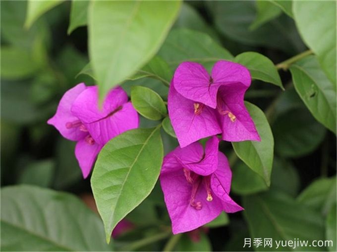 15種曬不死的花，適合夏天種在院子里(圖2)
