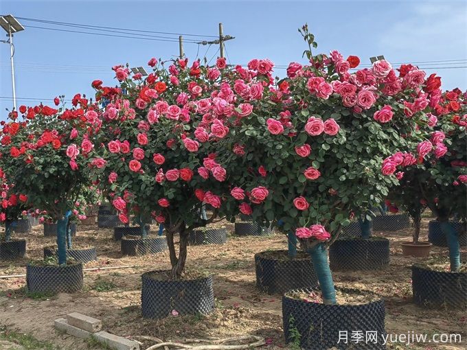 苗木移栽如何定植？(圖1)