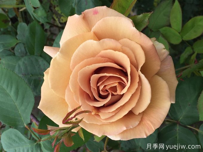 蘇格蘭黃油月季，優(yōu)秀復(fù)古黃色切花(圖1)