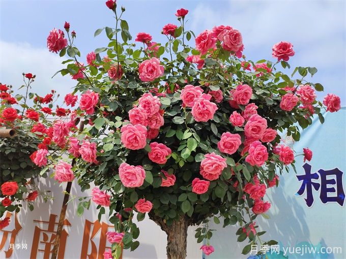 月季花，四季綻放的芬芳傳奇(圖2)