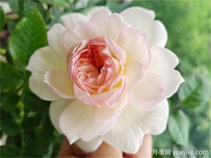夏季陰雨連綿，依然綻放的10個濃香美麗月季品種(圖2)