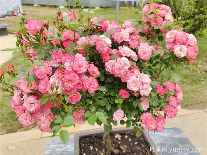 ?三角梅換成了月季花，原來養(yǎng)殖差距這么大(圖1)