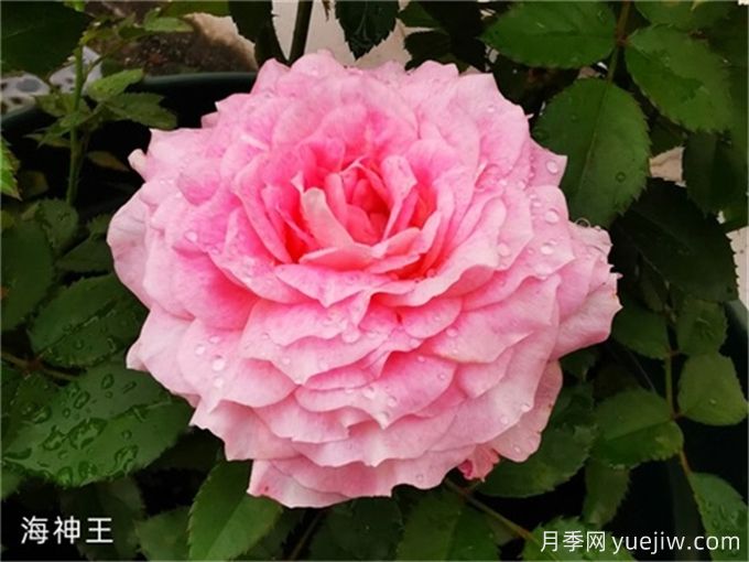 海神王月季，花中仙子的魅力與養(yǎng)護(hù)(圖1)