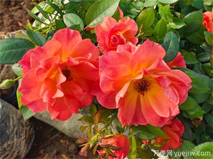 推薦8個(gè)豐花月季品種，抗病性強(qiáng)且花色美麗(圖2)