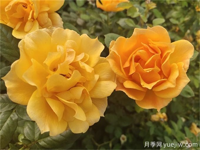 推薦8個(gè)豐花月季品種，抗病性強(qiáng)且花色美麗(圖3)