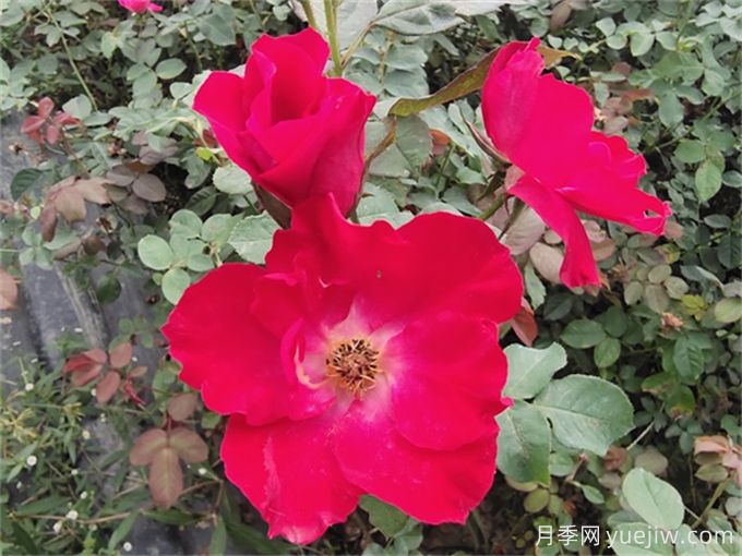 推薦8個(gè)豐花月季品種，抗病性強(qiáng)且花色美麗(圖4)