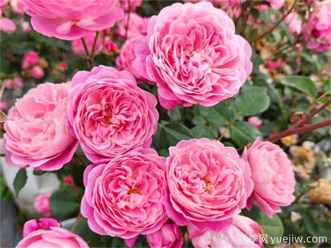 推薦8個(gè)豐花月季品種，抗病性強(qiáng)且花色美麗(圖5)