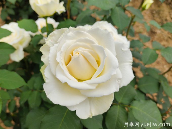 推薦10款白色系月季品種，每一款都經(jīng)典(圖1)