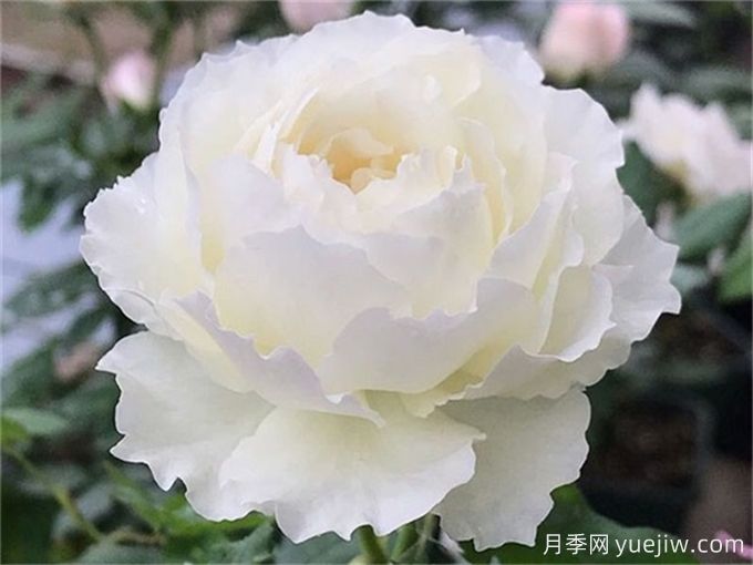 推薦10款白色系月季品種，每一款都經(jīng)典(圖5)