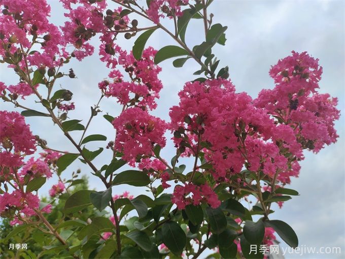 紫薇的栽培技術有哪些方面？(圖1)