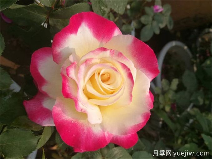 超級(jí)香的月季品種分享，花開滿院香(圖2)