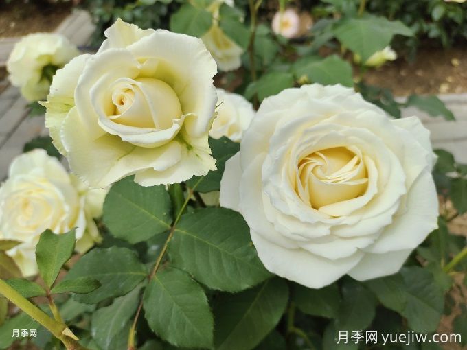 月季種植幾年后花少怎么辦？(圖1)