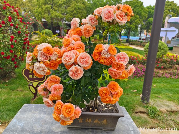如何提高花木盆景的觀賞效果？(圖1)