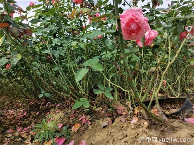 如何通過檢查根系顏色確定植物長勢？(圖1)
