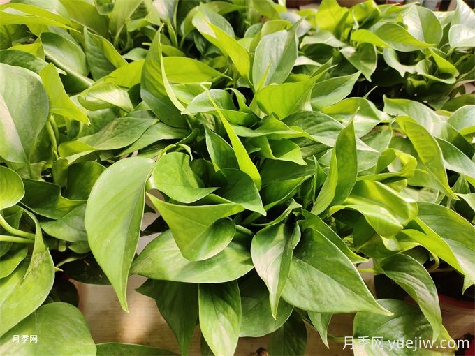 室內(nèi)的綠色植物如何選擇？(圖1)