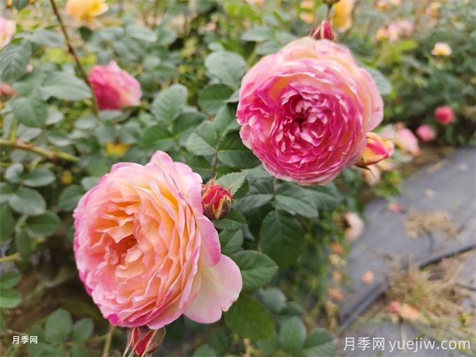 為什么月季卻光長(zhǎng)葉子不開花呢？(圖1)