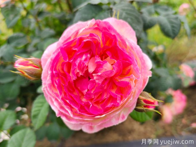 詹森月季是多季花，養(yǎng)護(hù)容易嗎？(圖1)