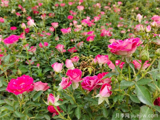 植物的僵苗現(xiàn)象是如何形成的？(圖1)