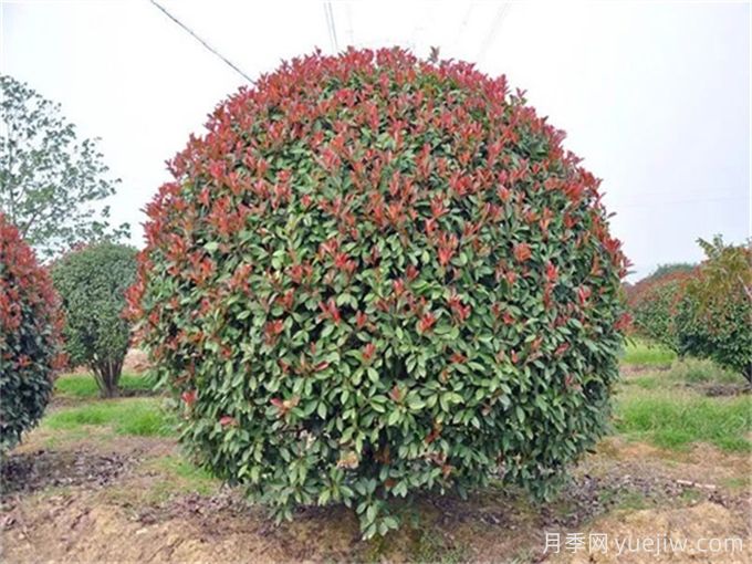 紅葉石楠造型如何修剪和管理？(圖1)