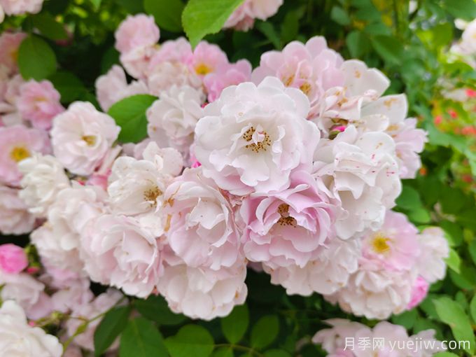 薔薇怎樣管理與養(yǎng)護(hù)？(圖1)