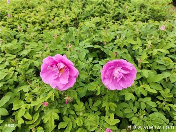 南陽月季繁育基地教你輕松辨別月季、玫瑰和薔薇(圖2)