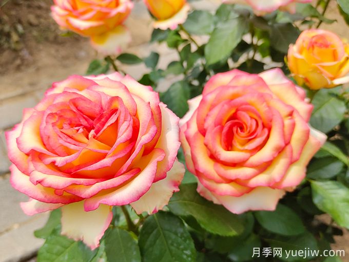 月季花養(yǎng)護(hù)常識(shí)(圖1)