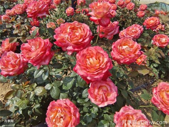 養(yǎng)花的15個(gè)正確姿勢(shì)，讓你成為養(yǎng)花達(dá)人(圖1)