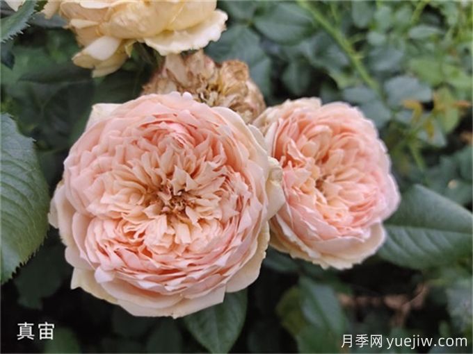 真宙月季，花色迷人，耐熱抗病型好(圖2)