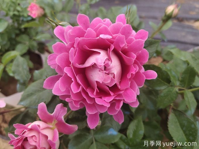 月季什么時候秋剪？不要要急，讓秋花依然美(圖1)