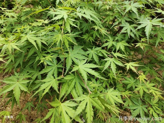 常見(jiàn)的30種色葉植物，為城市園林增綠添彩(圖1)