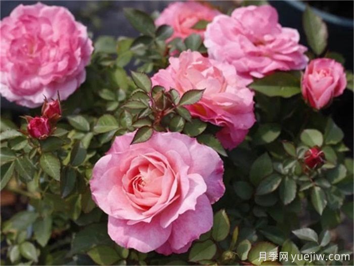海神王陽臺(tái)月季，大花勤花抗病強(qiáng)(圖2)