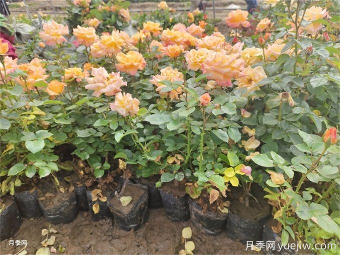 夏季管理盆花月季注意哪些？月季花有哪三大作用？(圖1)