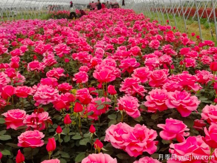 讓月季花開滿園？通過四大關(guān)鍵步驟(圖1)