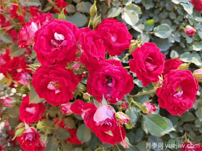 9月初月季養(yǎng)護(hù)辦法，讓秋花和春花一樣燦爛綻放(圖3)