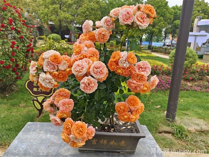 陽臺(tái)養(yǎng)果汁陽臺(tái)月季辦法，分享種植心得(圖3)