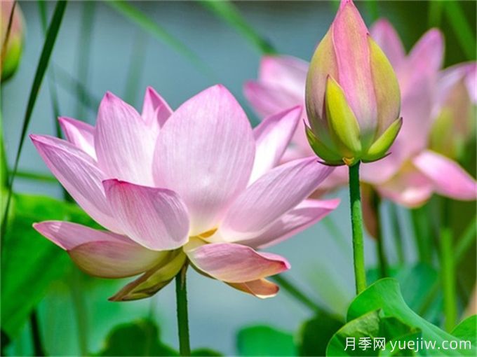 推薦5種高顏值花卉，好看又好養(yǎng)(圖1)