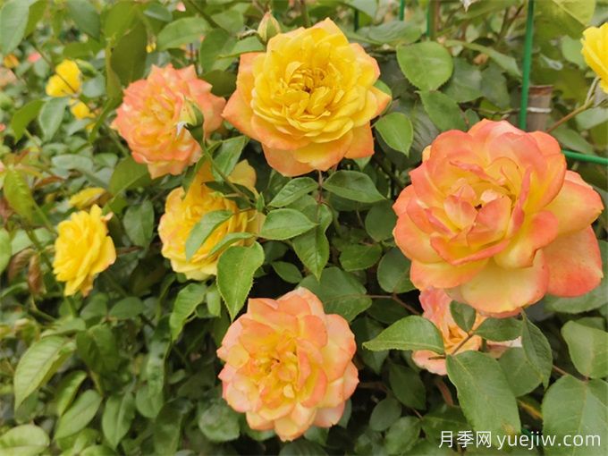月季花的主要種類和品種有哪些？(圖1)