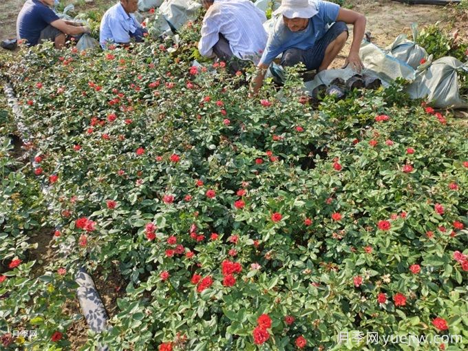 月季栽培用那種土好？土壤怎么配比改良？(圖1)