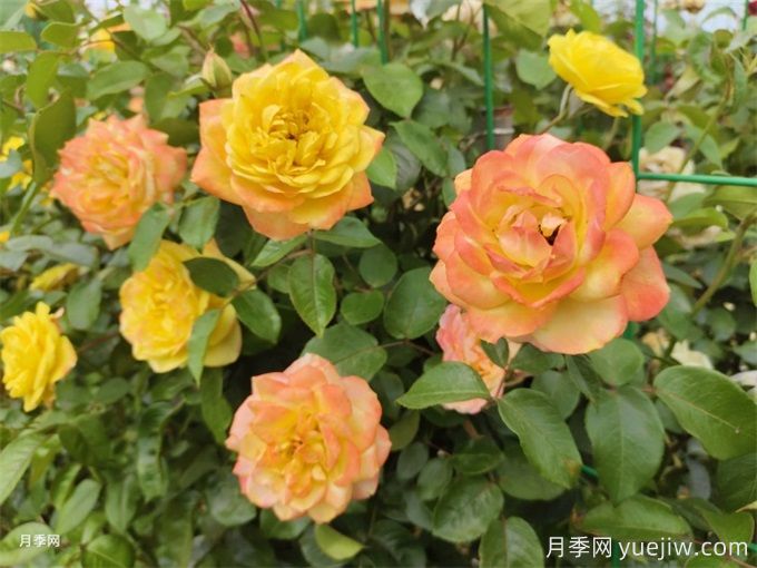 十堰7萬余株月季控花期綻放，迎世界武當(dāng)太極大會(圖2)