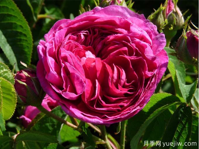 紫色系藤本月季品種都有哪些？推薦8個(gè)優(yōu)秀品種(圖4)
