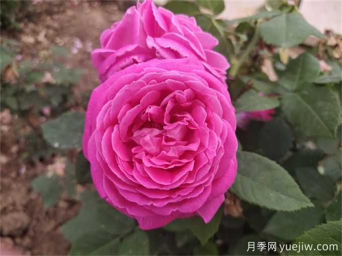紫色系藤本月季品種都有哪些？推薦8個(gè)優(yōu)秀品種(圖5)