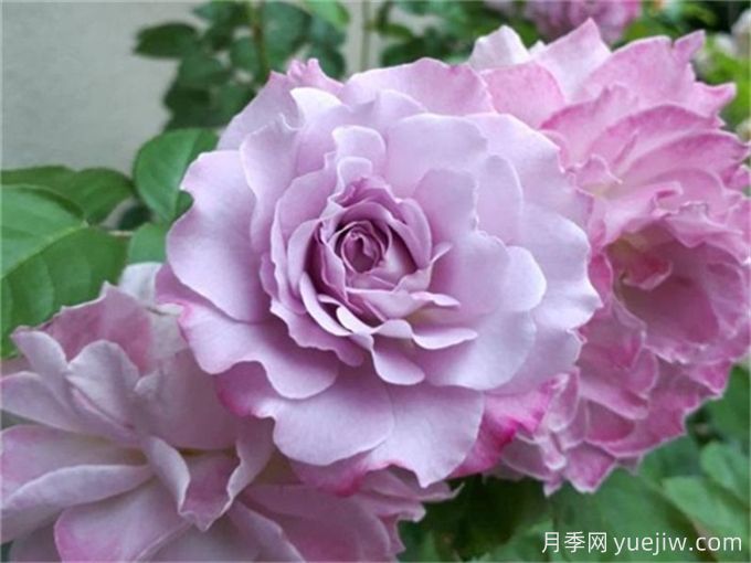 推薦10款高顏值紫色系月季，美艷不可方物(圖2)