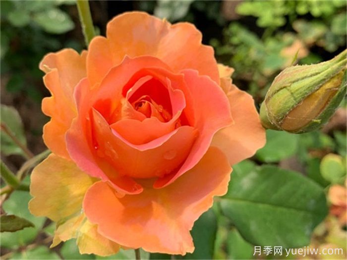 推薦10款變色月季品種，顏色多變，好看又好養(yǎng)(圖1)