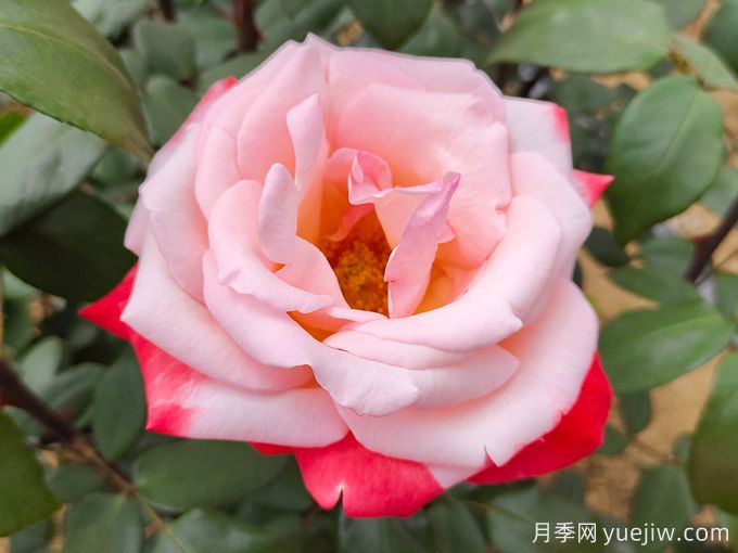 推薦10款變色月季品種，顏色多變，好看又好養(yǎng)(圖2)